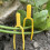 150 Pcs Plants Clip Clips For Support Climbing Plastic Vine Clamp 9