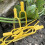 150 Pcs Plants Clip Clips For Support Climbing Plastic Vine Clamp 10