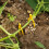 150 Pcs Plants Clip Clips For Support Climbing Plastic Vine Clamp 11