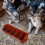 Pig Troughs Pig Manger Pp Rectangular 1set 6