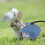 1Set Durable Red Pet Rabbit Clothes and Traction Rope Accessory 8