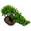 Gefälschter Bonsai Kiefernbaum Grüne 1