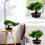 Gefälschter Bonsai Kiefernbaum Grüne 3