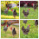 3Pièces Piquets Poule Décoration Jardin Durable Colorée 4