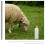 1Set Durable Calf Milk Bottle with Removable Pacifier for Lamb Feeding 5