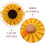 4Pz Fermatenda Girasole Magnetico in Tessuto Per 4