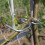 40Pcs Heavy-Duty Spreaders Adjustable Tree Limb Bender 8