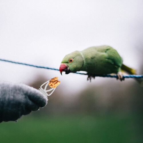 10Pièces Clips Fixateurs Pour Oiseaux Cage Blancs 2