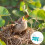 4Pièces D'eau PP Pour Pigeons Oiseaux 7