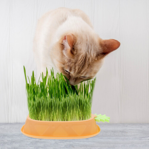 Gelber Katzen-Planter ABS Mit Mehrschichtigem Design 2