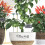 10Pz Supporti in ABS Per Orchidee E Piante, Da Interno Verdi 7