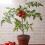 10Pz Supporti in ABS Per Orchidee E Piante, Da Interno Verdi 8