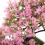 Pink Künstlicher Mini Bonsai Baum Plastik Schmuck Zuhause 3