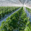 Tomato Trellis Roller Hook with 15M Twine, Durable Vine Support System for Greenhouse Vertical Growth 3