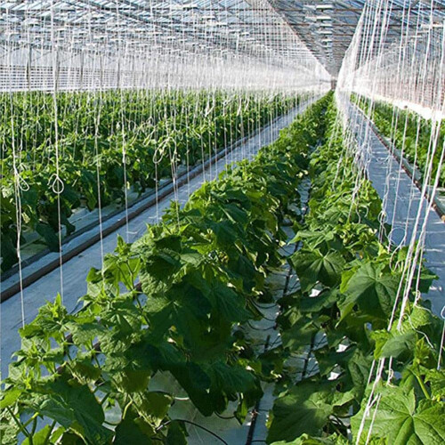 Tomato Trellis Roller Hook with 15M Twine, Durable Vine Support System for Greenhouse Vertical Growth 2