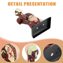 Human Body Model with 7 Removable Organ Models,Educational Organ Anatomy Model for Biological Science Learning