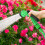 (100FT) Durable  Hose Garden Water Hose Pipe Spray Gun 6