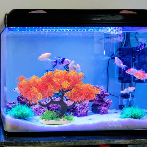 Aquarium Kunststoff Resin Bunt 2