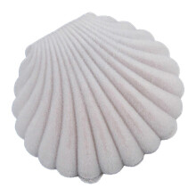 (Grey) Cute Sea Shell Earring Ring Necklace Display Storage Organizer Gift Jewelry Box BoSaiD