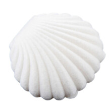 (White) Cute Sea Shell Earring Ring Necklace Display Storage Organizer Gift Jewelry Box BoSaiD
