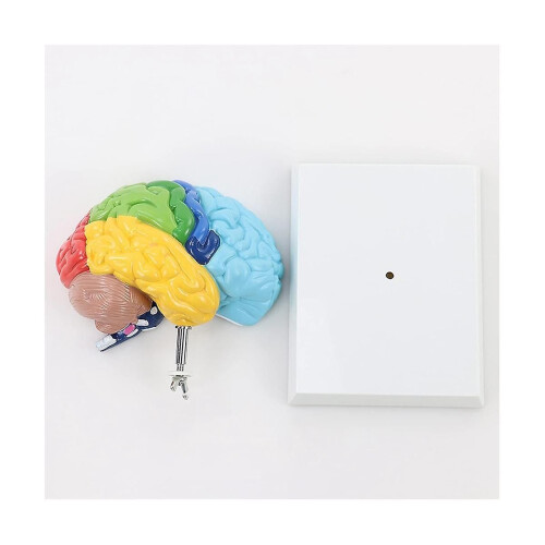 Right Hemisphere Of Brain Human Body Model Education Brain Model 1:1 For Student Teaching Study Assembling Model 1