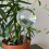 Irrigation balls - 8 pcs. Gardlov 21043 8