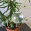 Irrigation balls - 8 pcs. Gardlov 21043 9