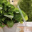 Irrigation balls - 8 pcs. Gardlov 21043 10
