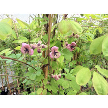 Akeba Quinata Chocolate Vine Climbing Plant 3-4ft Supplied in a 3 Litre Pot