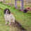 Retractable Dog Lead 5m Extendable Training Leash 5