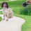 Retractable Dog Training Lead 8m Extendable Blue 2
