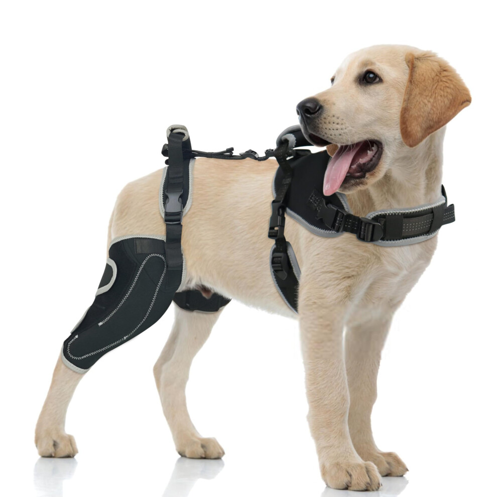 Dog Knee Brace for Torn ACL Hind Leg,Luxating Patella,Support for Large Dogs, Effective Joint Stabilizer,Pain Relief  Better Recovery M