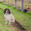 Retractable Dog Training Lead 5m Extendable Grey 6