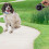 Retractable Dog Training Lead 8m Extendable Grey 7