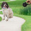 Retractable Dog Training Lead 8m Extendable Black 8
