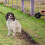 Retractable Dog Lead Training Pet Leash 5m Extendable Black 6