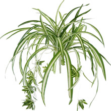 ArtificialSpiderPlant, 60CM Large Faux Chlorophytum Comosum, Lifelike Wall Decoration, LowMaintenance Plastic Plant Compatible with HomeHote