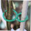 200pcs Reusable Gourd Shape Plant Support Clips Gentle Secure Adjustable Garden Ties 4