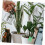 Adjustable Reusable Garden Cable Tie Rolls for Fast Secure Plant Support and Custom Length Training 5