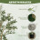 Homcom Olivos Artificiale Verde 15 x 15 x 150 cm 5