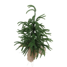 60cm Mini Artificial Christmas Tree with Pine Cones and Red Berries, Flame Retardant Tabletop Decor for Home and Office