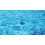 Floating Pool Thermometer Dolphin Design Shatter Resistant with String for Swimming Pools and Spas 3