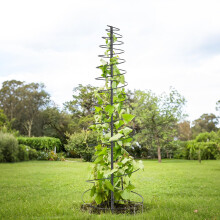 73 Inch Metal Garden Trellis for Climbing Plants, Rustproof Vertical Support for Vines and Flowers