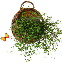 Handmade Rattan Wall Hanging Basket with Dual Function Design, Natural Wicker Wall Planter for Home Decor