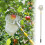 Fruit Picker Tool with Telescopic Extendable Pole, Non Slip Grip Handle and Large Bag, 9.8 ft 1