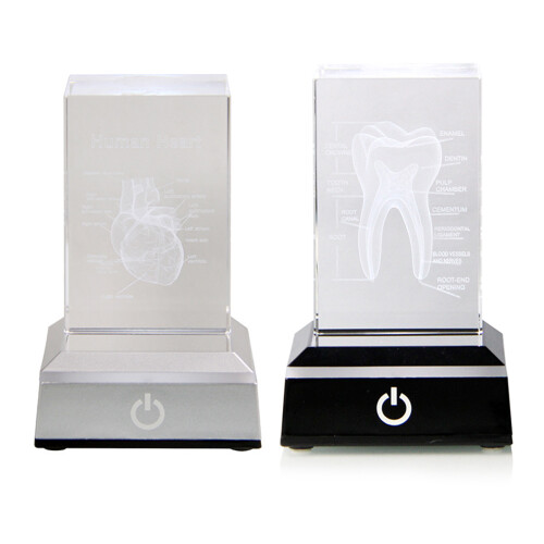 Crystal Anatomical Heart/Teeth Model Education Keepsakes-heart 1