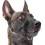 Nylon Soft Dog Muzzle, Anti-bit, Anti-bark, Anti-chew, Adjustable Ring (xl, Black) 1