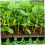10Pcs Seed Starter Trays for Seedlings with Enhanced Root Ventilation and Efficient Drainage 3