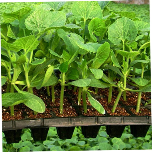 10Pcs Seed Starter Trays for Seedlings with Enhanced Root Ventilation and Efficient Drainage 2
