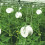 Tomato Roller Hook Lattice Wire Tomato Hook Vine Hook Greenhouse Plant Hook 10pc 5